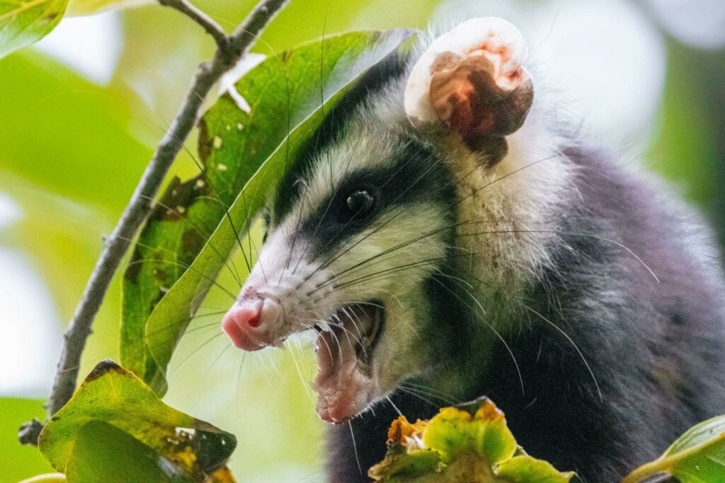 Opossum Favorite Food
