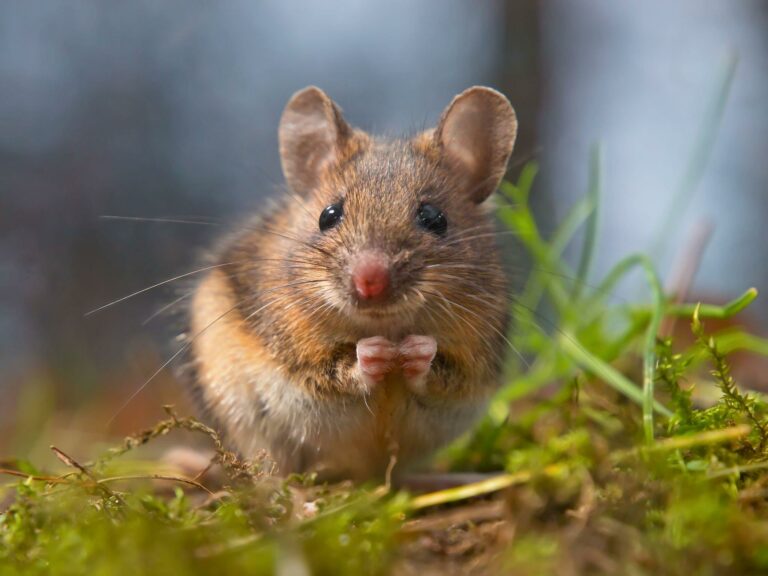 What Do Mice Eat? Explore Mice’s Favorite Food and Feeding Tips