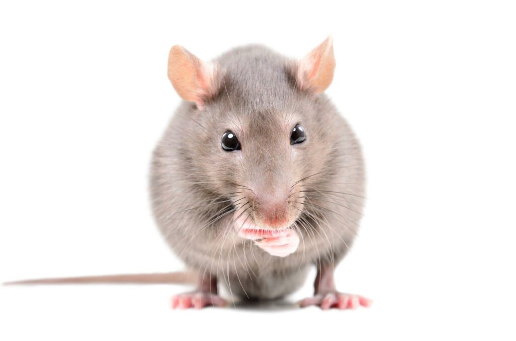 Mice's Favorite Food