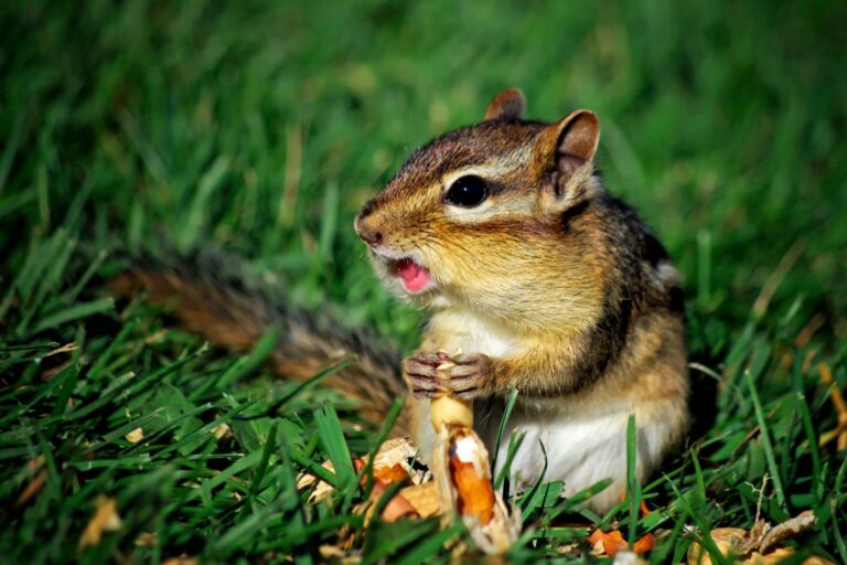 Discover Chipmunks Favorite Foods: What Do These Adorable Critters Love to Eat?