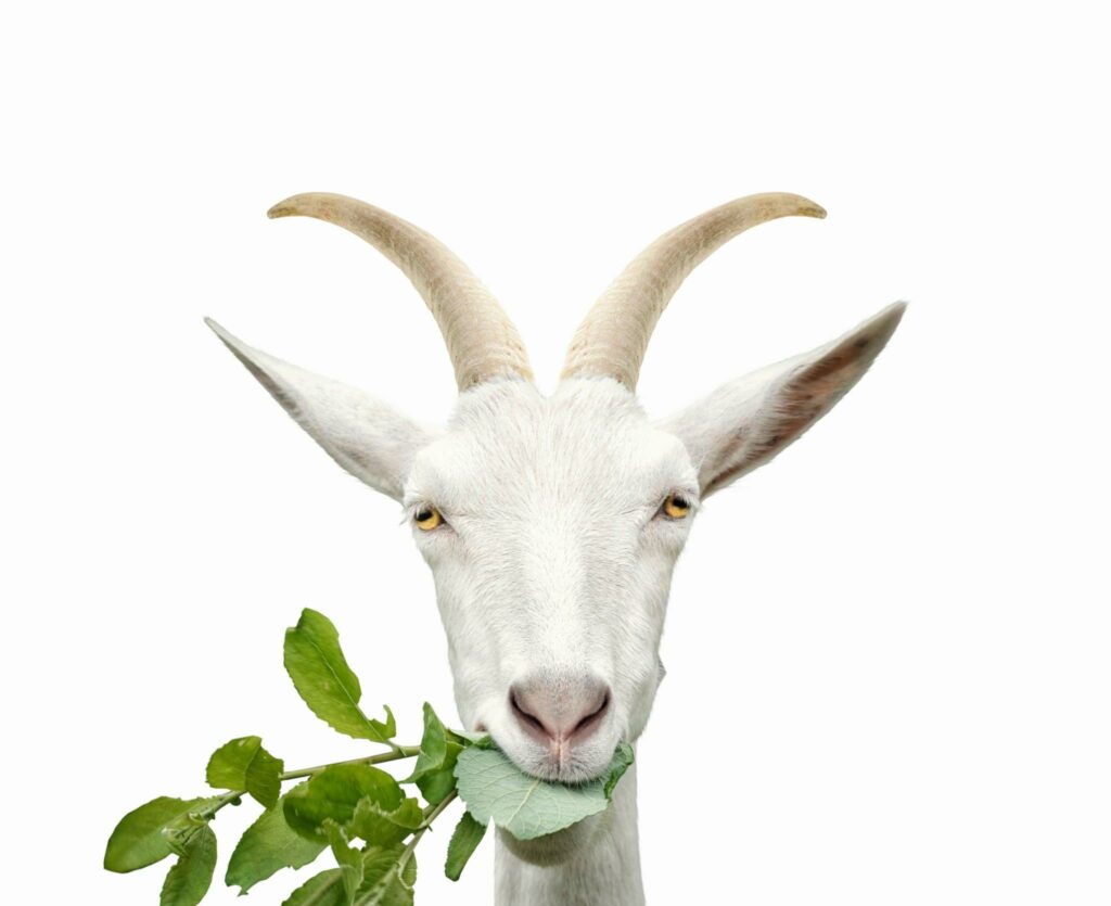 Goats' Favorite Food