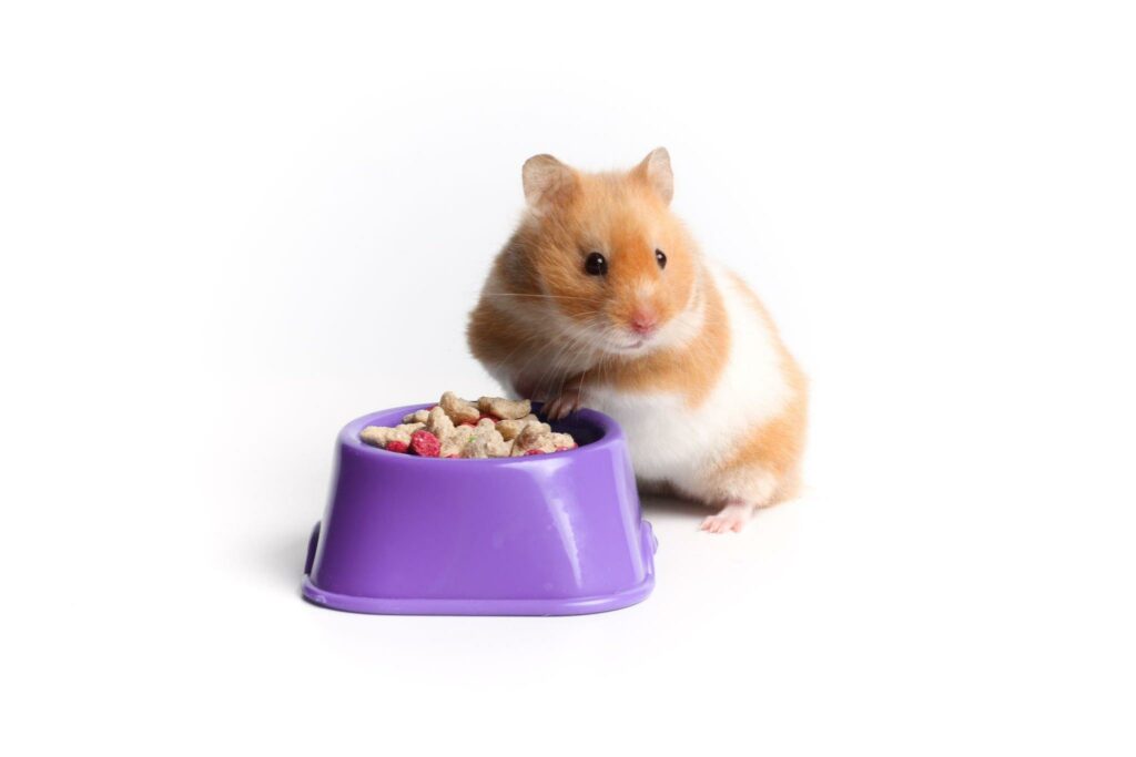 Hamsters' Favorite Food