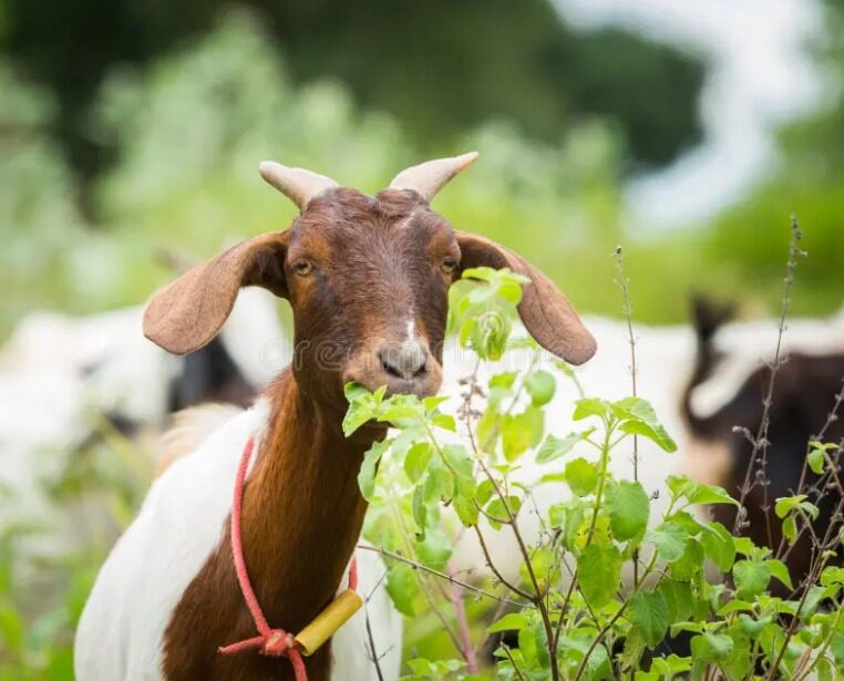 Goats' Favorite Food