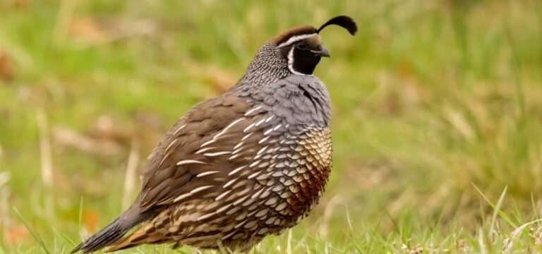Discover Top Delights in a Quail Favorite Food: A Comprehensive Guide