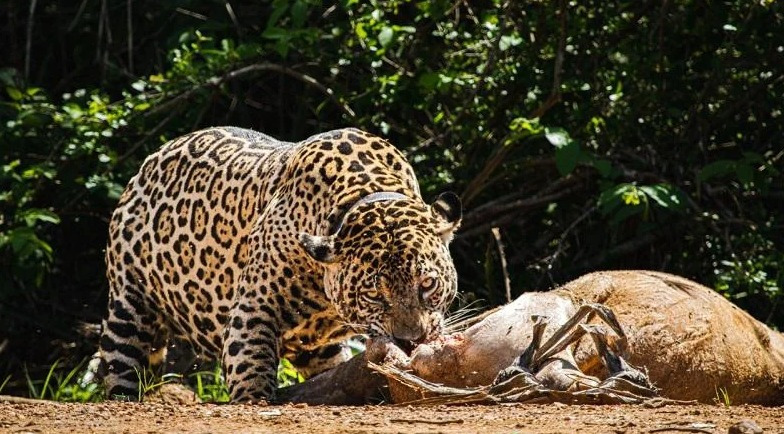 Jaguars Favorite Food 