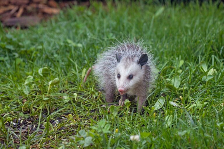 Explore Opossum Favorite Food: What Do These Unique Creatures Eat?