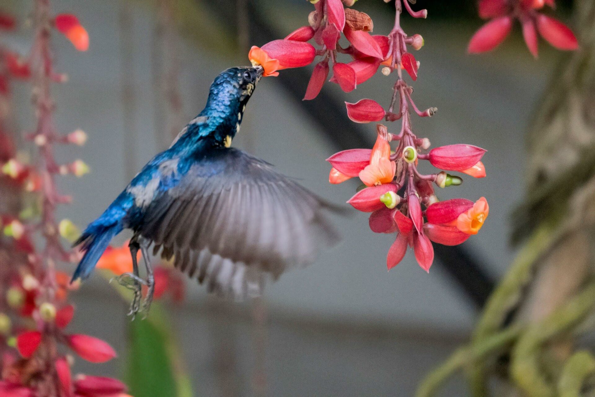 Orchid Sunbird Favorite Food