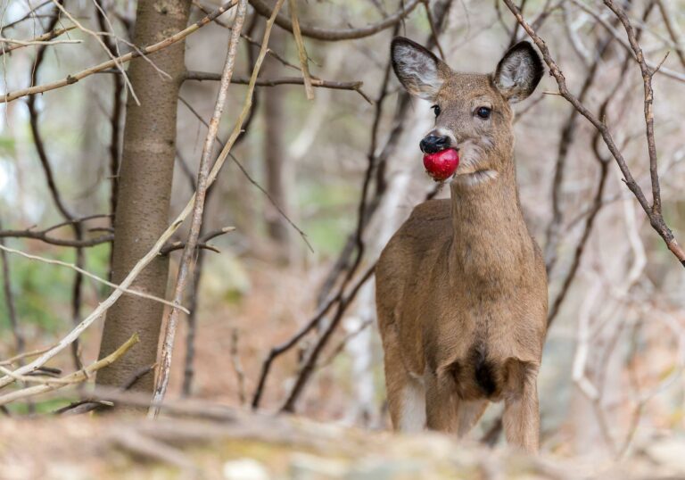 Explore Deer’s Favorite Foods: What Nourishes Nature’s Grazers?