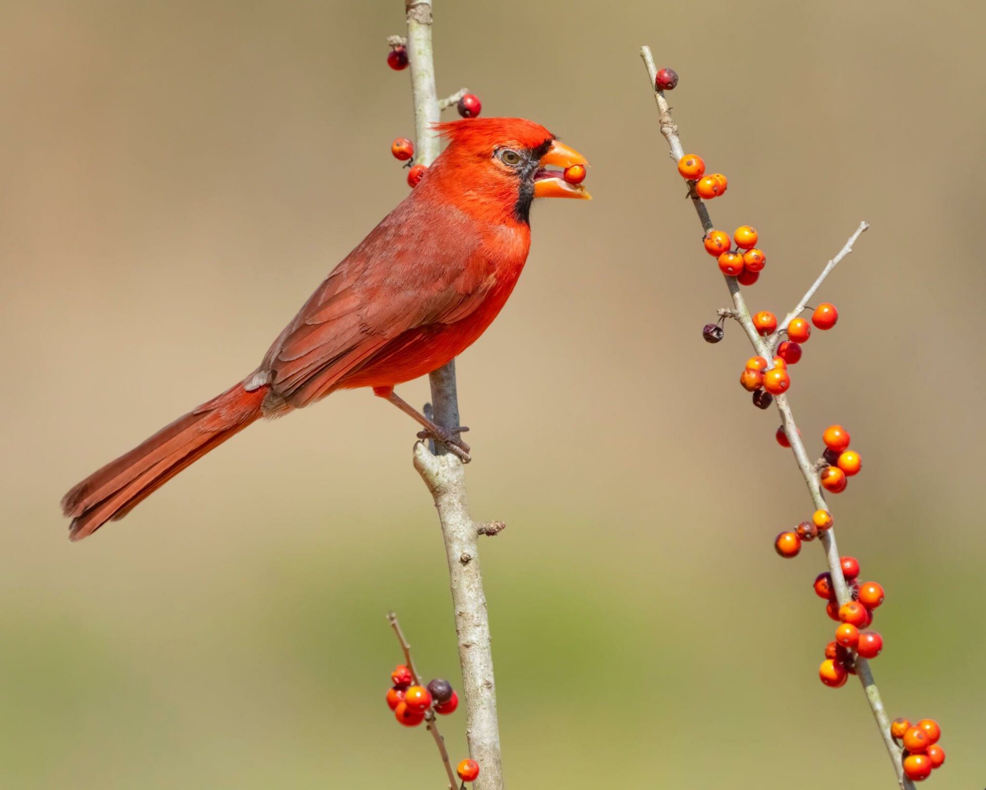 Cardinals' Favorite Food: What to Feed These Vibrant Backyard Birds ...