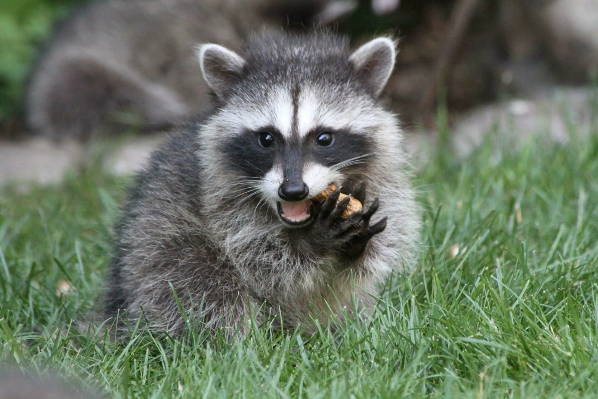 Raccoons' Favorite Food