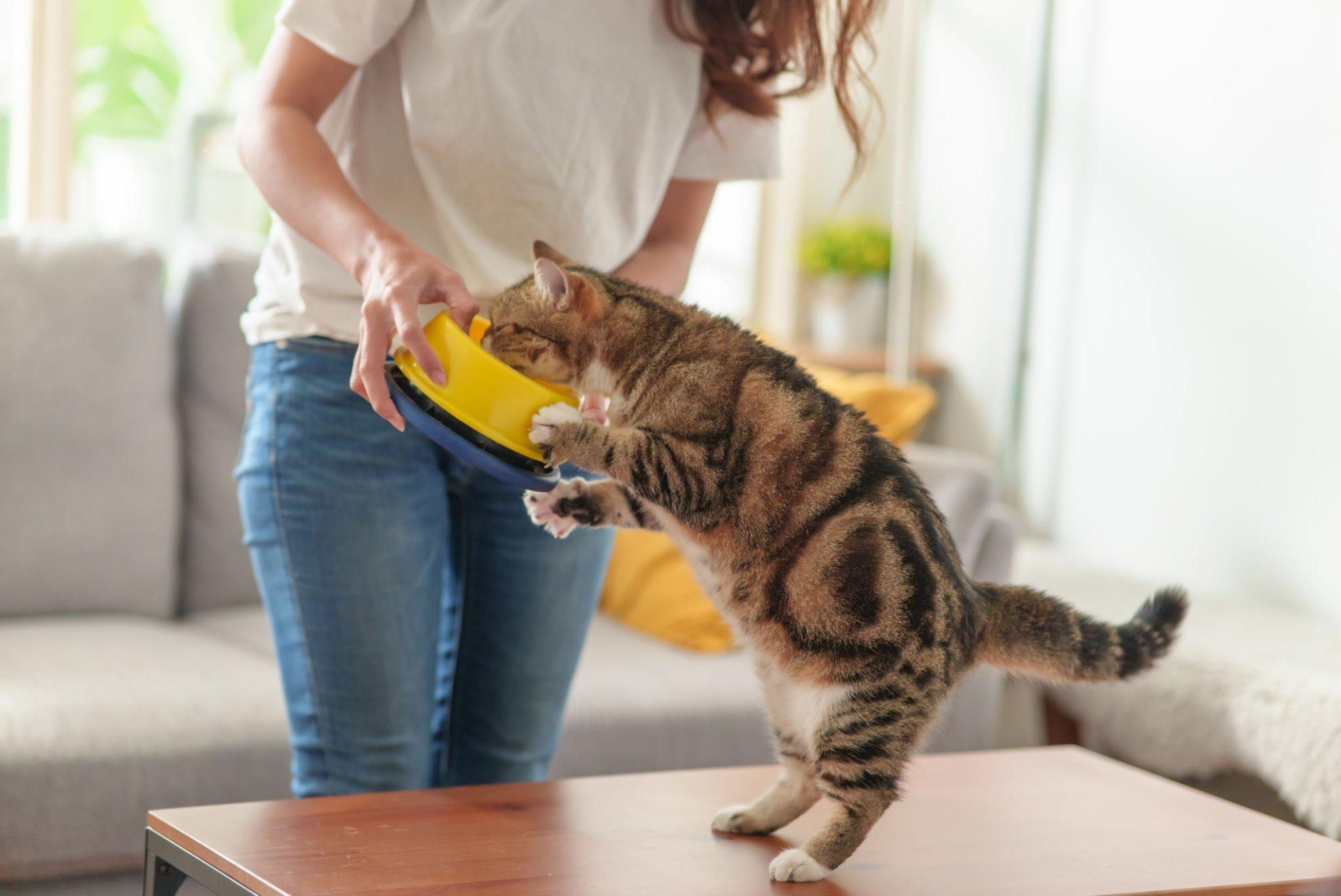 Unlock the Purr-fect Secrets: Cat's Favorite Food Revealed! » Mr ...