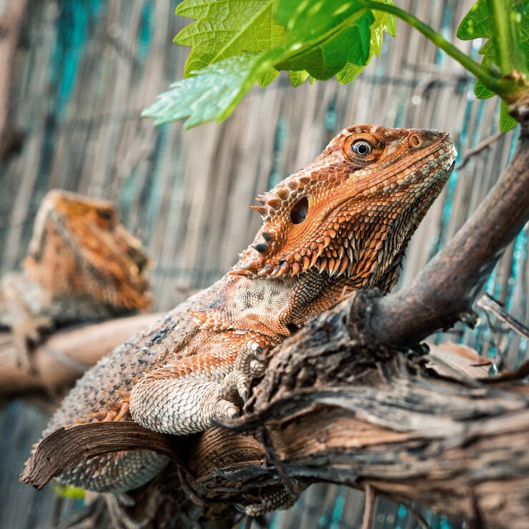 Bearded Dragon Favorite Food: Unveiling Their Culinary Delight