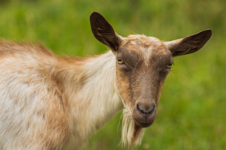 Discover Goats’ Favorite Foods: Nutrition and Preferences Explained