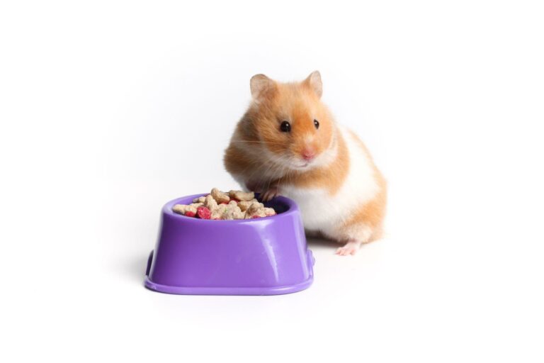 Hamsters’ Favorite Foods: What Should You Feed Your Furry Friend?