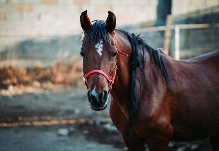 What Do Horses Love to Eat? Discover Horses Favorite Foods Here!
