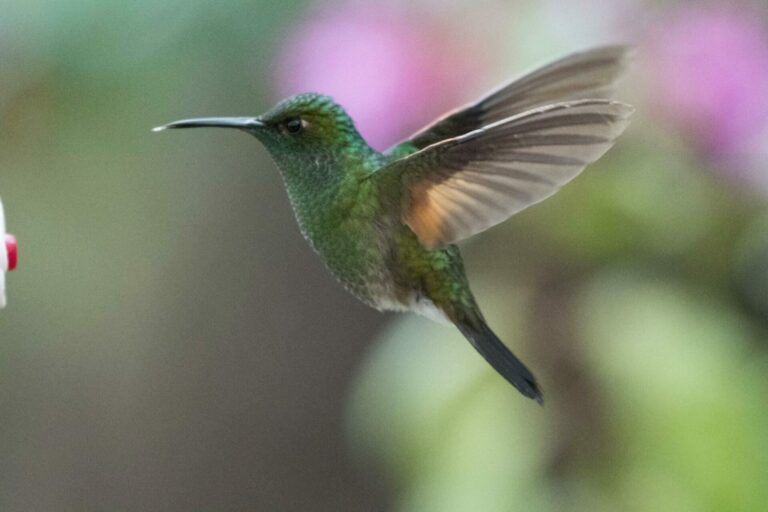 Hummingbird Favorite Food Dreamlight Valley: A Haven of Natural Wonders
