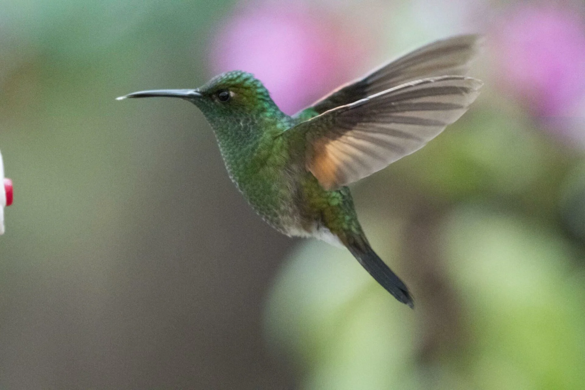 hummingbird