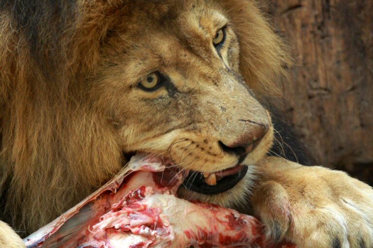 Lions Favorite Food: Unveiling the Culinary Choices of the Majestic Beasts