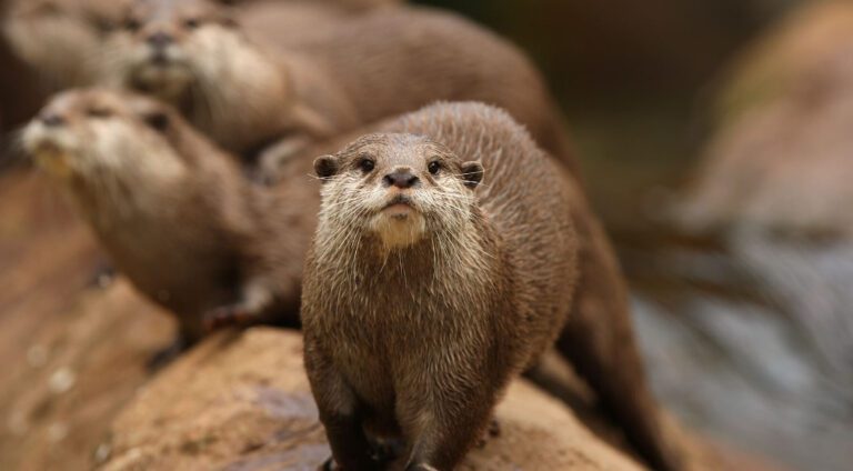 The Otters Favorite Food: Understanding Their Delightful Diet