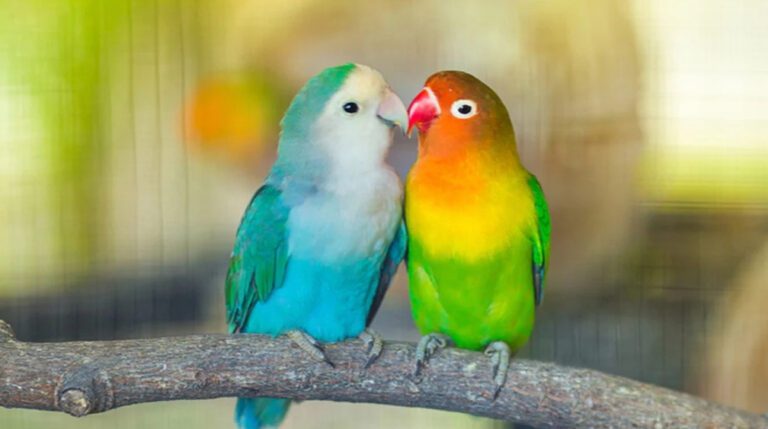 Love Birds Favorite Food: A Comprehensive Guide to a Balanced Diet