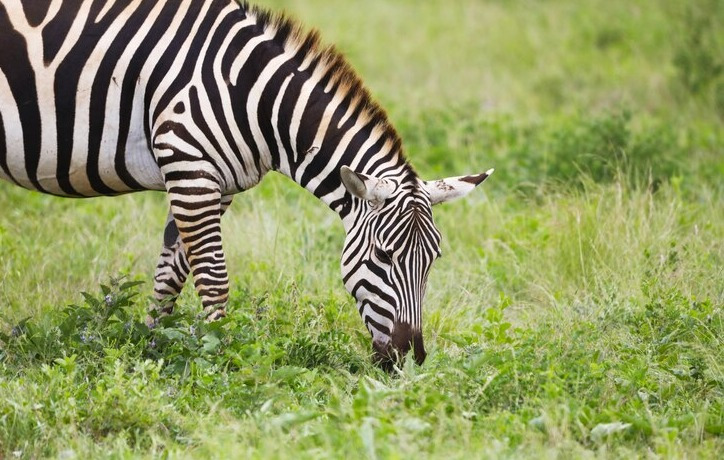 What is a Zebras Favorite Food? | Unveiling the Diet of Africa’s Striped Herbivore