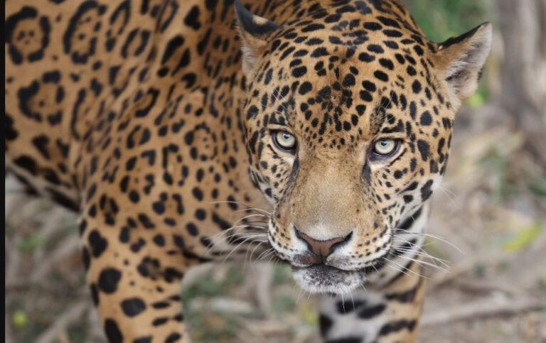 Discover the Ultimate Jaguars Favorite Food | Unveiling the Top Prey Choices