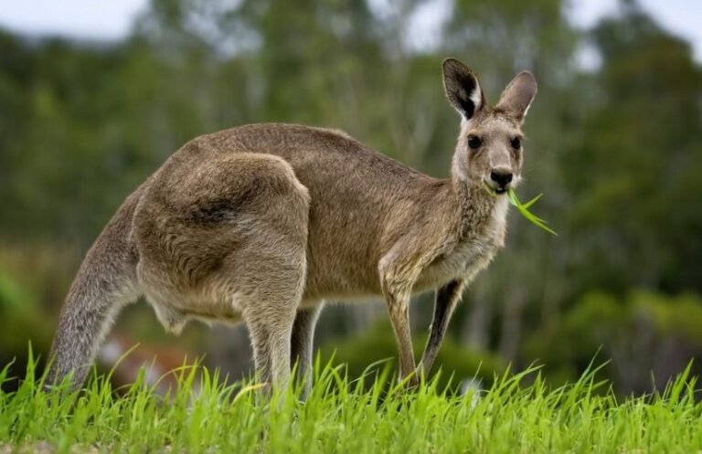 Discover Favorite Foods of Kangaroos | What Kangaroos Really Eat