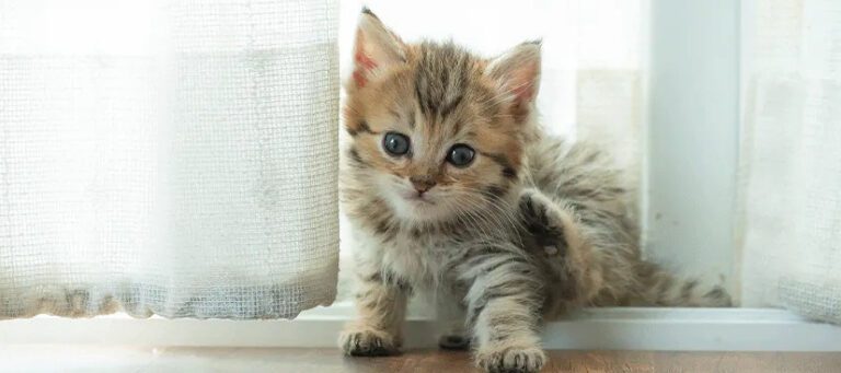 Discover the Best Favorite Kitten Food of 2024: Top Picks for Your Furry Friend!