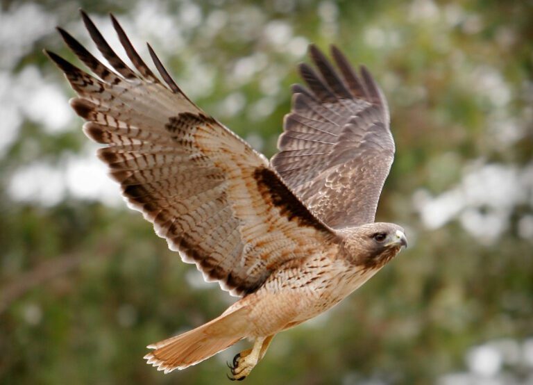 Discover the Favorite Food of Hawks: A Fascinating Insight