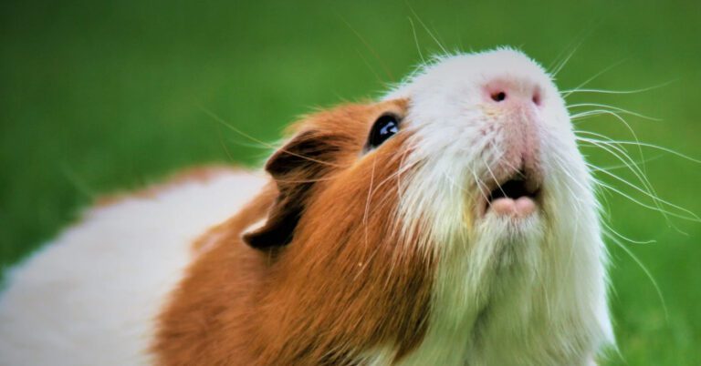 Discover the Top Guinea Pig Favorite Foods | Keep Your Pet Happy & Healthy!